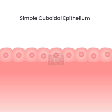Illustration for Simple Cuboidal Epithelium science vector background - Royalty Free Image
