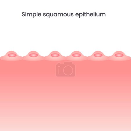 Illustration for Simple squamous epithelium vector illustration background - Royalty Free Image
