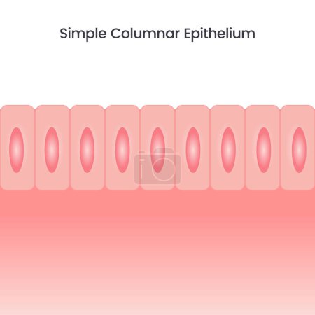 Ilustración de Columnar simple Epithelium vector ilustración fondo - Imagen libre de derechos