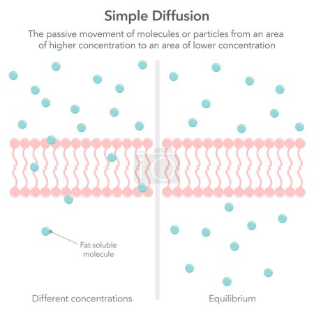 Ilustración de Difusión simple biología vector ilustración infografía - Imagen libre de derechos