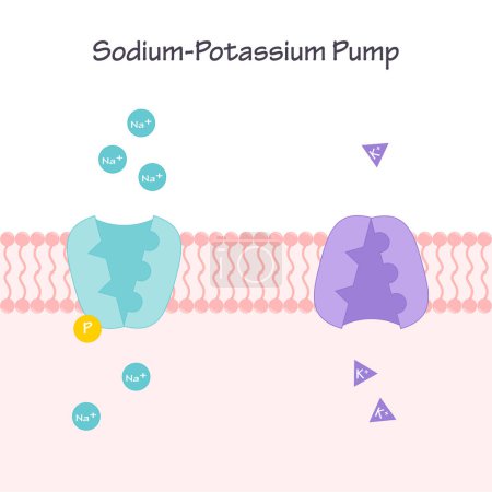 Illustration for Sodium-Potassium pump transmembrane ion channel - Royalty Free Image