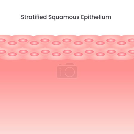 Illustration for Stratified squamous epithelium vector illustration background - Royalty Free Image