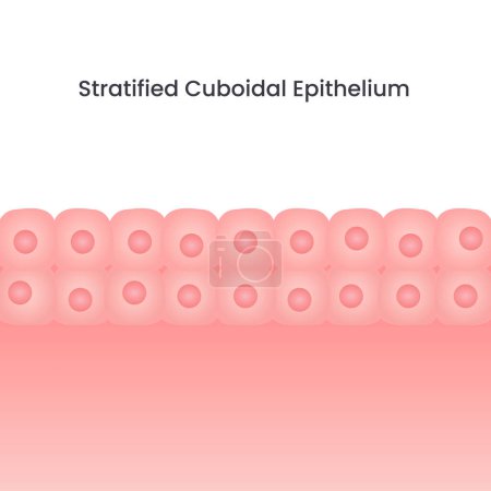 Illustration for Stratified cuboidal epithelium cell vector background illustration - Royalty Free Image