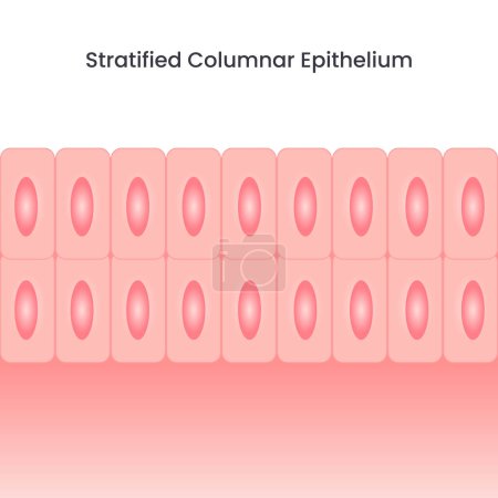 Ilustración de Fondo de ilustración de vectores de epitelio columnar estratificado - Imagen libre de derechos