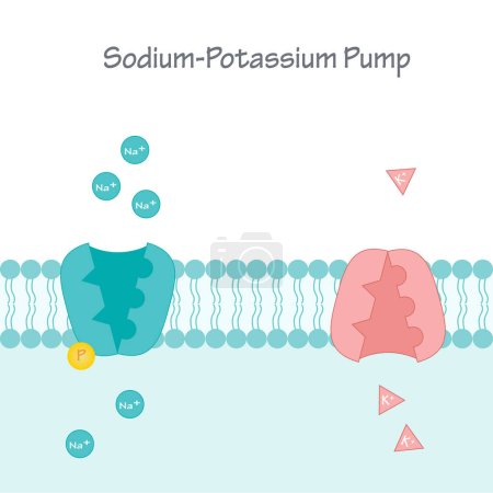 Illustration for Sodium-Potassium pump transmembrane ion channel - Royalty Free Image