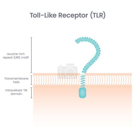 Illustration for Toll-like receptor science vector illustration diagram - Royalty Free Image