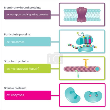 Ilustración de Tipos de Proteínas diagrama de infografía - Imagen libre de derechos