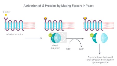Ilustración de Activación de proteínas G triméricas por factores de apareamiento en la ilustración del vector de levadura - Imagen libre de derechos