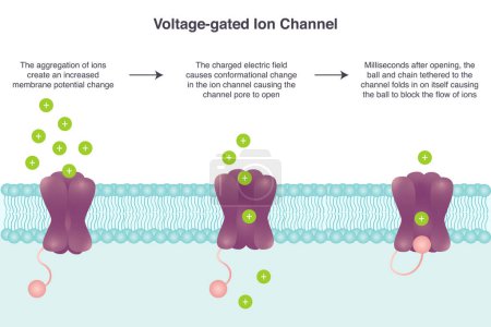 Illustration for Voltage-gated ion channel vector illustration science graphic - Royalty Free Image