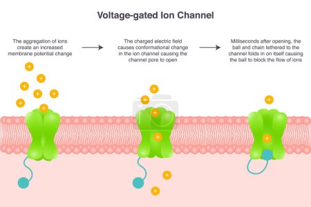 Illustration for Voltage-gated ion channel vector illustration science graphic - Royalty Free Image