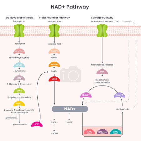 Illustration for Nicotinamide adenine dinucleotide NAD pathway vector illustration diagram - Royalty Free Image