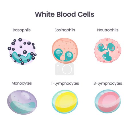 Ilustración de Infografía del vector científico de glóbulos blancos - Imagen libre de derechos