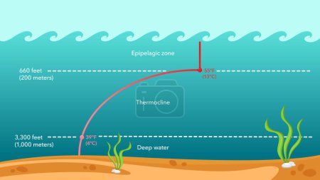 Illustration for Thermocline water temperature vector illustration infographic - Royalty Free Image