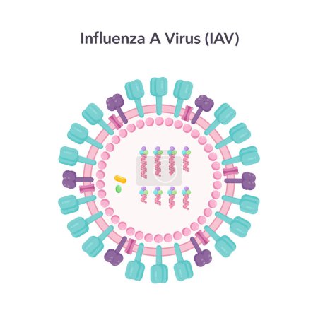 Illustration for Influenza A virus IAV science vector illustration graphic - Royalty Free Image