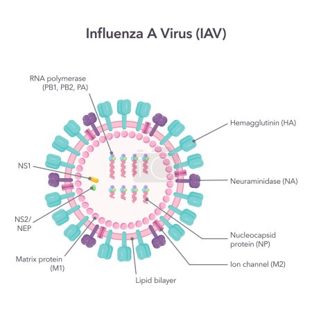 Illustration for Influenza A virus IAV science vector illustration graphic diagram - Royalty Free Image