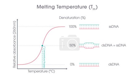 Illustration for DNA Melting Temperature genome sciences graphic - Royalty Free Image