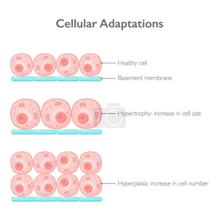 Téléchargez les illustrations : Adaptations cellulaires biologie illustration vectorielle diagramme graphique - en licence libre de droit