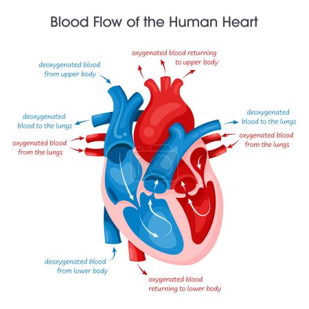 Illustration for Blood flow of a human heart vector illustration educational diagram - Royalty Free Image