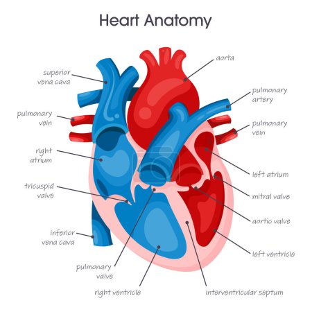 Illustration for Medical vector illustration infographic diagram of the human heart - Royalty Free Image