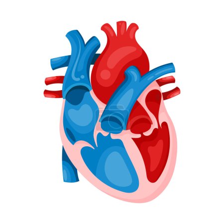 Illustration for Isolated realistic human heart vector illustration graphic template - Royalty Free Image