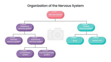 Ilustración de Sistema nervioso Organización ciencia vector ilustración gráfico diagrama de flujo - Imagen libre de derechos