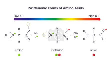 Zwitterion formas de aminoácidos ciencia vector ilustración diagrama