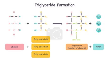 Formación de triglicéridos a partir de glicerol y ácidos grasos ilustración vectorial diagrama gráfico