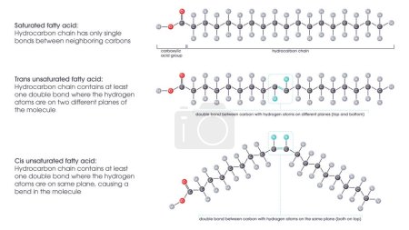 Saturated versus unsaturated fatty acids vector illustration scientific graphic diagram