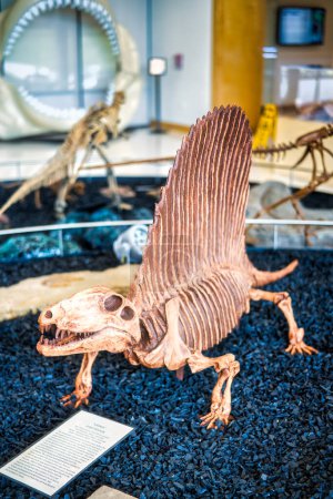 Téléchargez les photos : Le musée Mayer de l'université d'État Angelo à San Angelo, au Texas, possède une statue de dinosaure grandeur nature. Photo de haute qualité - en image libre de droit