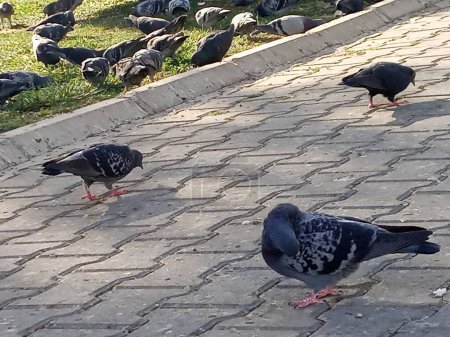 Téléchargez les photos : Des pigeons perchés sur le sol. Ils cherchent à manger. Zoomé. Gros plan. - en image libre de droit