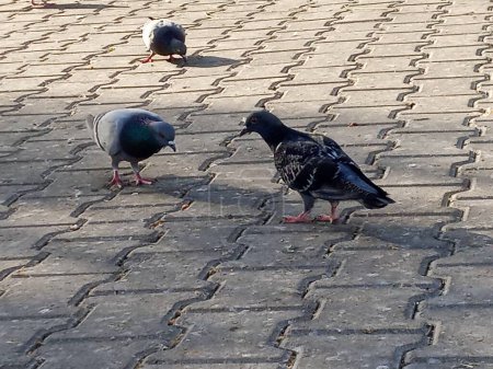 Téléchargez les photos : Des pigeons perchés sur le sol. Ils cherchent à manger. Zoomé. Beaux pigeons. - en image libre de droit
