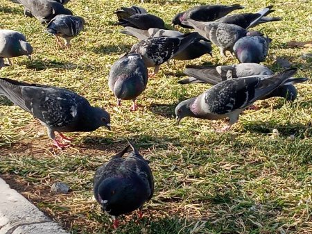 Téléchargez les photos : Des pigeons perchés sur le sol. Ils cherchent à manger. Zoomé. - en image libre de droit