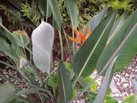 Téléchargez les photos : Mini craneflower, oiseau de paradis de la reine. Nom botanique : Strelitzia reginae. Le nom turc est Starlice. Gros plan. - en image libre de droit