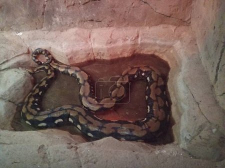 Foto de Huge snake in the water. Amazing. - Imagen libre de derechos