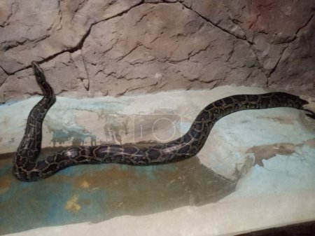 Téléchargez les photos : Huge snake in the water. Wonderful. - en image libre de droit
