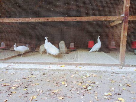 Téléchargez les photos : White peacocks (Pavo cristatus mut) in the henhouse. Beautiful birds. - en image libre de droit