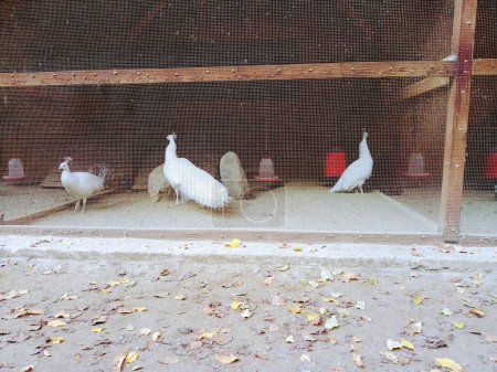Téléchargez les photos : White peacocks (Pavo cristatus mut) in the henhouse. - en image libre de droit
