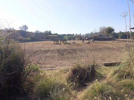 Téléchargez les photos : Zebras and giraffe in a big field. Amazing view. - en image libre de droit