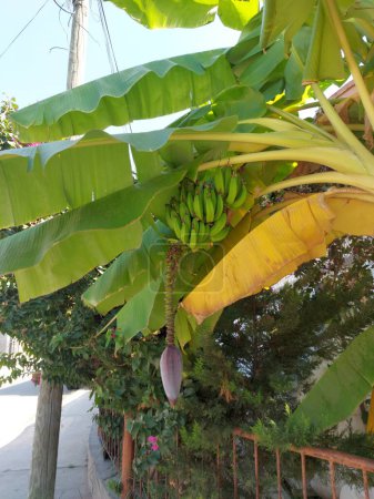 Photo for Photo of Beautiful Yellow Banana Fruit. - Royalty Free Image