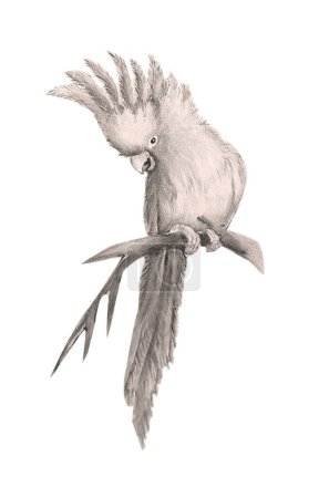 Aquarell-Illustration mit einem Papagei