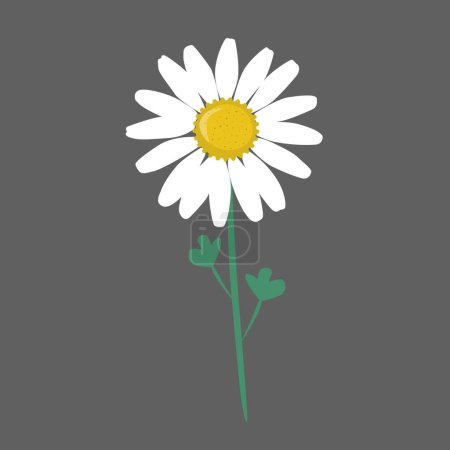 Téléchargez les illustrations : Belle fleur de marguerite, illustration vectorielle isolée, sans couture - en licence libre de droit