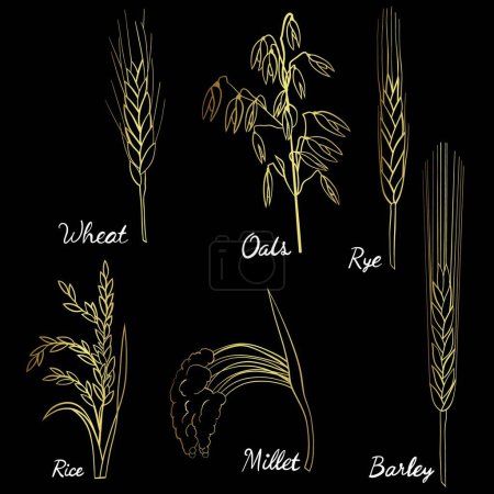 Illustration for Set of vector illustrations of different types of wheat, ears and wheat ears. - Royalty Free Image