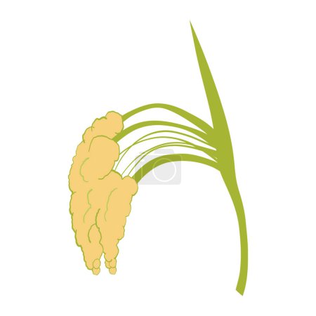 Téléchargez les illustrations : Icône de maïs isolé. plante agricole. vecteur - en licence libre de droit