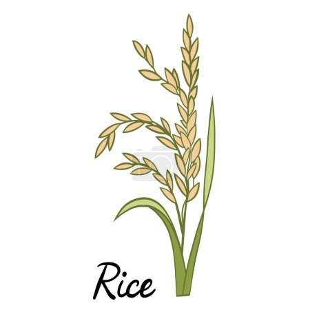 Téléchargez les illustrations : Illustration vectorielle de plante de riz isolée sur blanc - en licence libre de droit