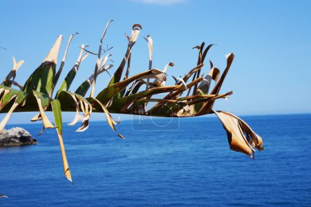 Foto de Pájaro del paraíso planta. Hoja de pájaro blanco gigante del paraíso. - Imagen libre de derechos