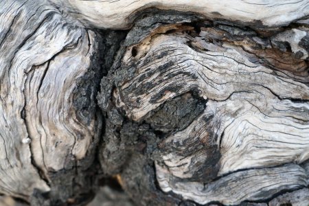 Téléchargez les photos : Texture fibre de bois. Fond en bois fissuré naturel - en image libre de droit