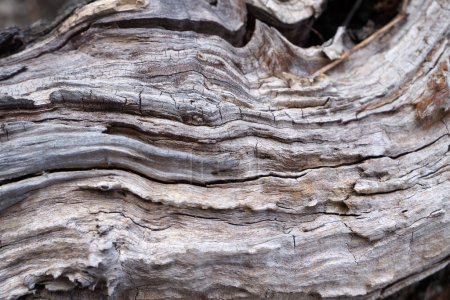 Foto de Textura de fibra de madera. Fondo de madera natural agrietado - Imagen libre de derechos
