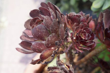 Foto de Planta suculenta de Sempervivum. Planta suculenta roja, Houseleek - Imagen libre de derechos