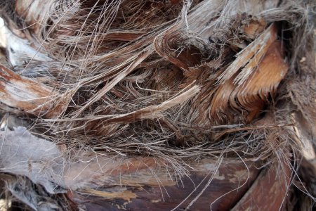 Téléchargez les photos : Écorce de palmier texture close-up. Fond en bois de palmier - en image libre de droit