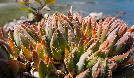 Photo for Green succulent plant. Wild Aloe nobilis - Royalty Free Image